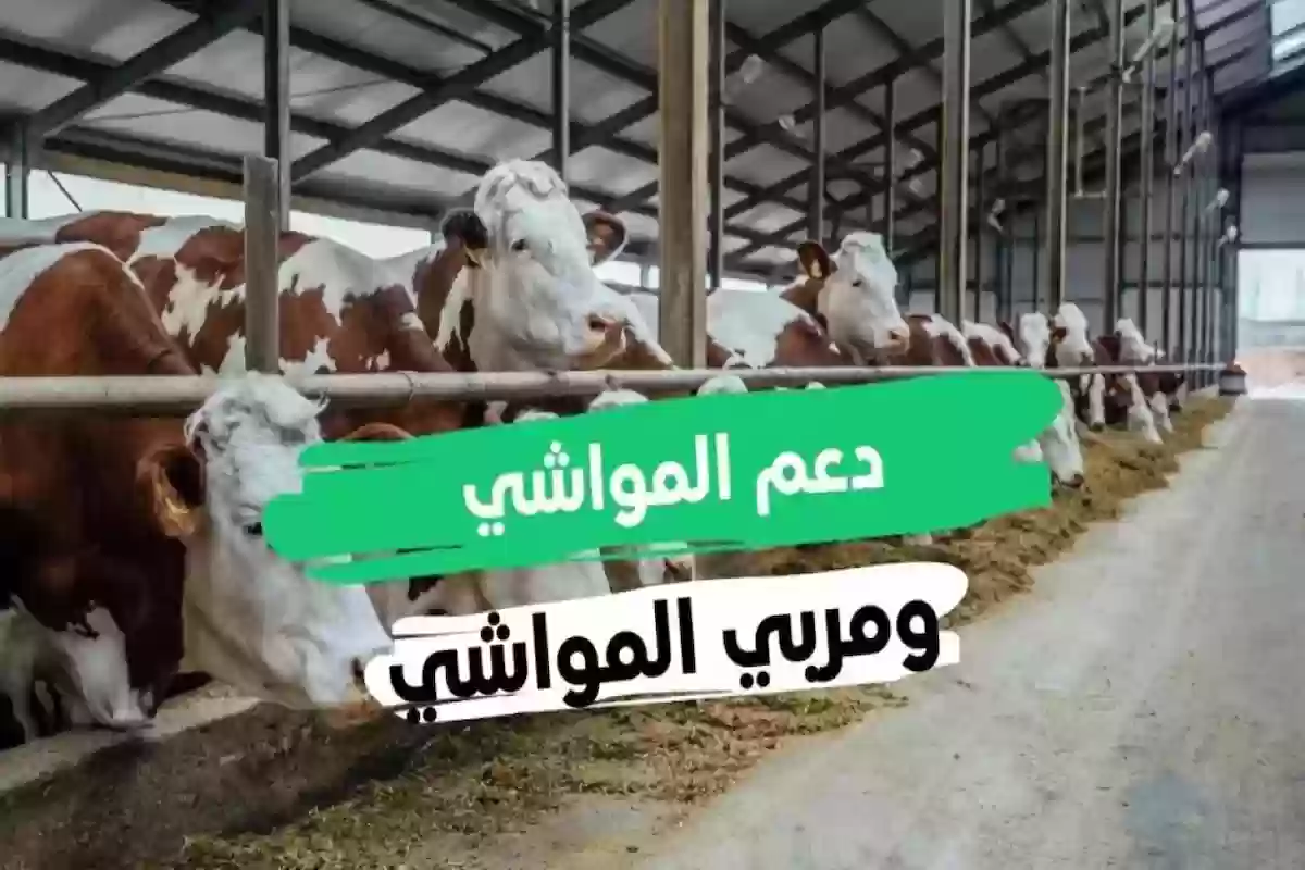 شروط التسجيل في دعم المواشي والأوراق المطلوبة 1446 وزارة الزراعة توضح التفاصيل