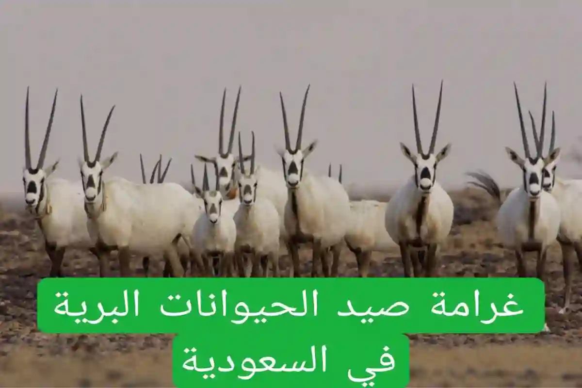 عقوبة صيد